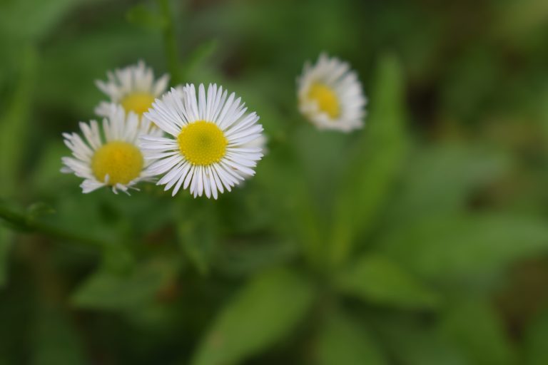 Close up of a white and yellow flower with the blurred background.