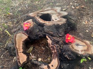 千葉県千葉市中央区　亥鼻公園　切り株に椿　/　Camellia on a stump, Inohana Park, Chuo-ku, Chiba City, Chiba Prefecture