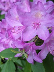 Pink flowers and brand new green leaves 