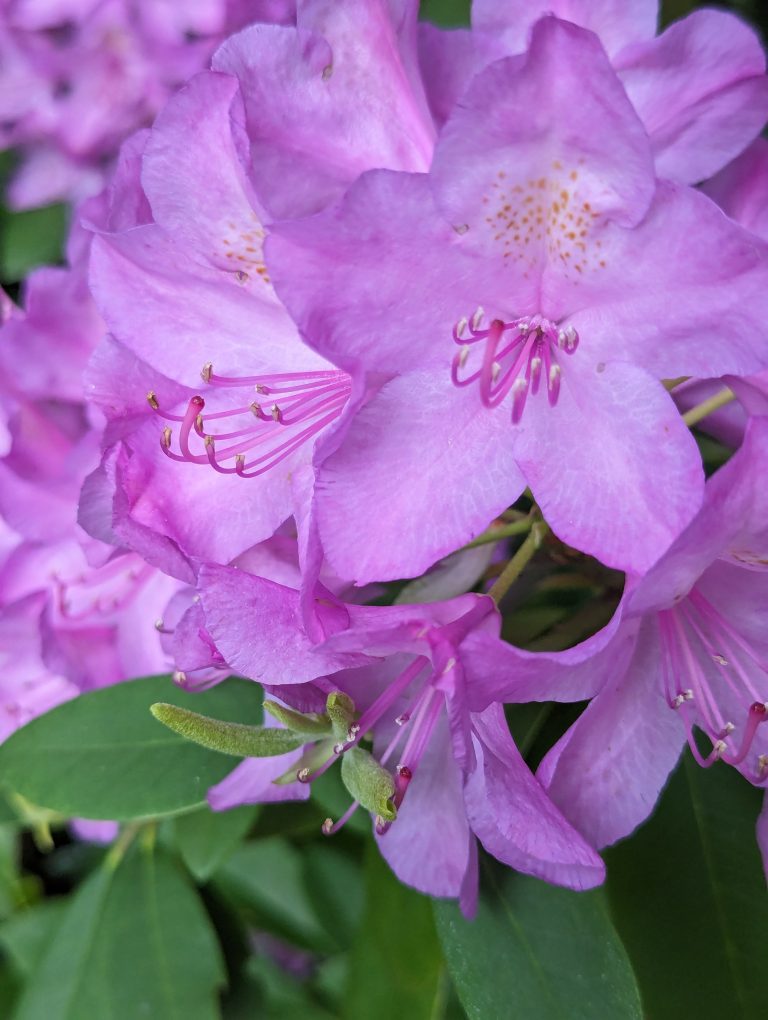 Pink flowers and brand new green leaves