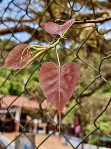 Tender leaves of Ficus Religiosa tree. From Olavanna, Kozhikode, Kerala. 