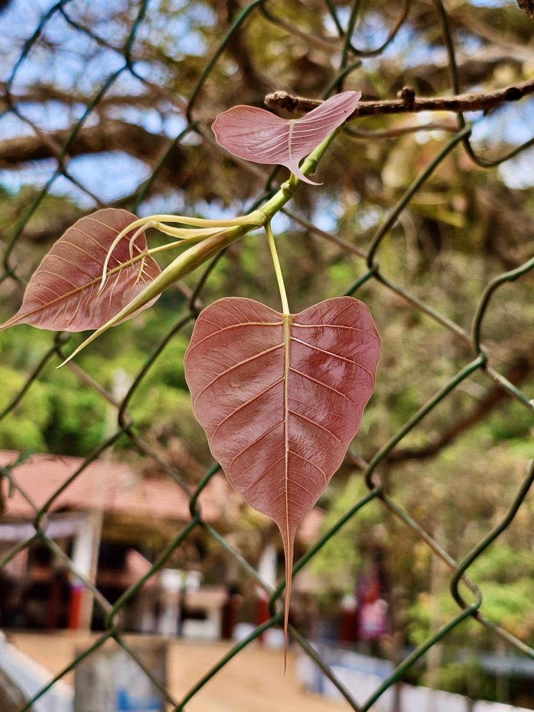 Tender leaves of Ficus Religiosa tree. From Olavanna, Kozhikode, Kerala.