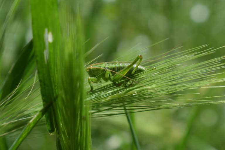 Close up of a grasshopper.