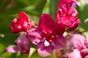 Close-up of a red flower of a weigela of the variety 'Bristol Ruby' on blurred green background.