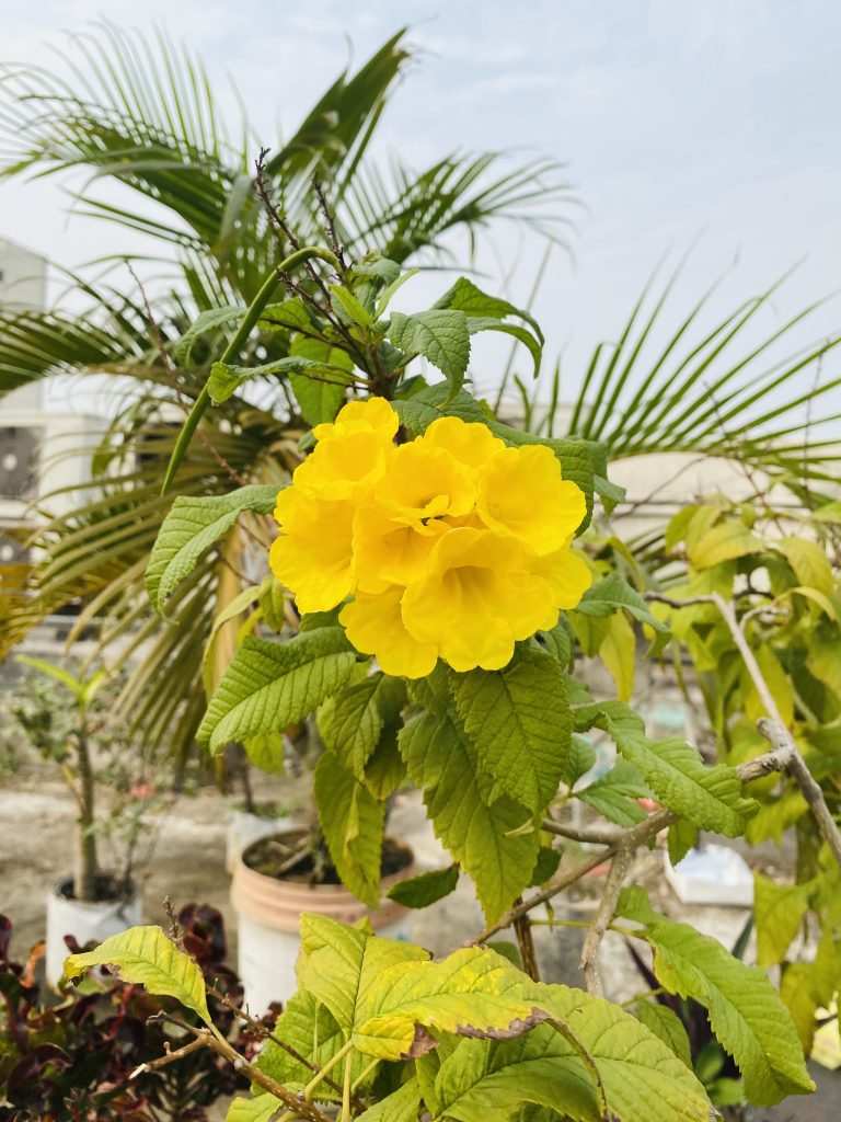 Yellow Flower