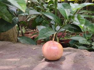 A round, light pink passion fruit with small speckles on its surface is placed on a stone surface outdoors. The background features lush green foliage and potted plants.