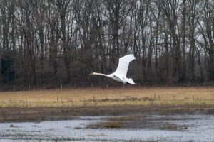 White swan, flying low above water, trees and grassland in the background.