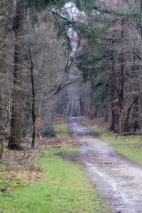 View larger photo: A path through the forest during early spring with green grass on the side and leaves on the ground