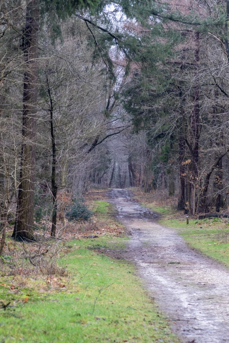 A path through the forest during early spring with green grass on the side and leaves on the ground