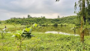 Green Environment of Sylhet, Bangladesh with small pond and a boy in it. 