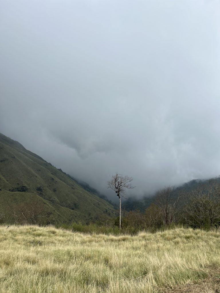 A grassy field leading into steep hills covered in fog under a cloudy sky. One tall, leafless tree stands prominently in the center.