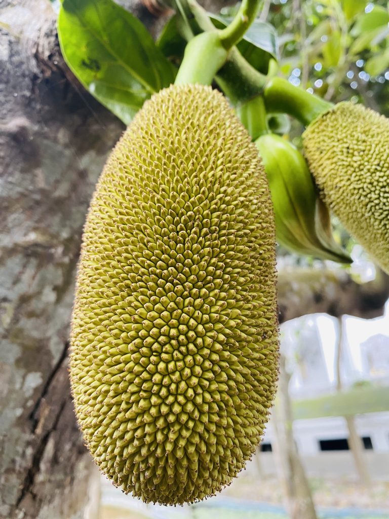 A jackfruit is hanging from a tree branch.