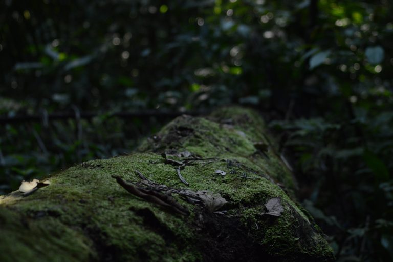 A close-up view of a fallen tree trunk covered in green moss and scattered with small twigs and dry leaves in a densely forested area.