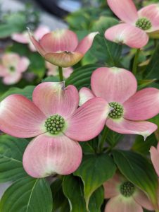 View larger photo: Several light pink new leaves, surrounded by green small leaves