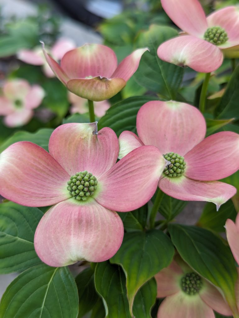 Several light pink new leaves, surrounded by green small leaves