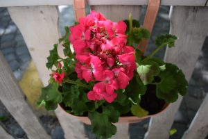 A vibrant cluster of pink geranium flowers in a hanging terracotta pot.