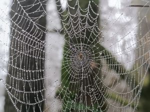  View larger photo: Close-up of a spider web covered in dew drops with a spider in the center, set against a blurred natural background of trees and greenery.