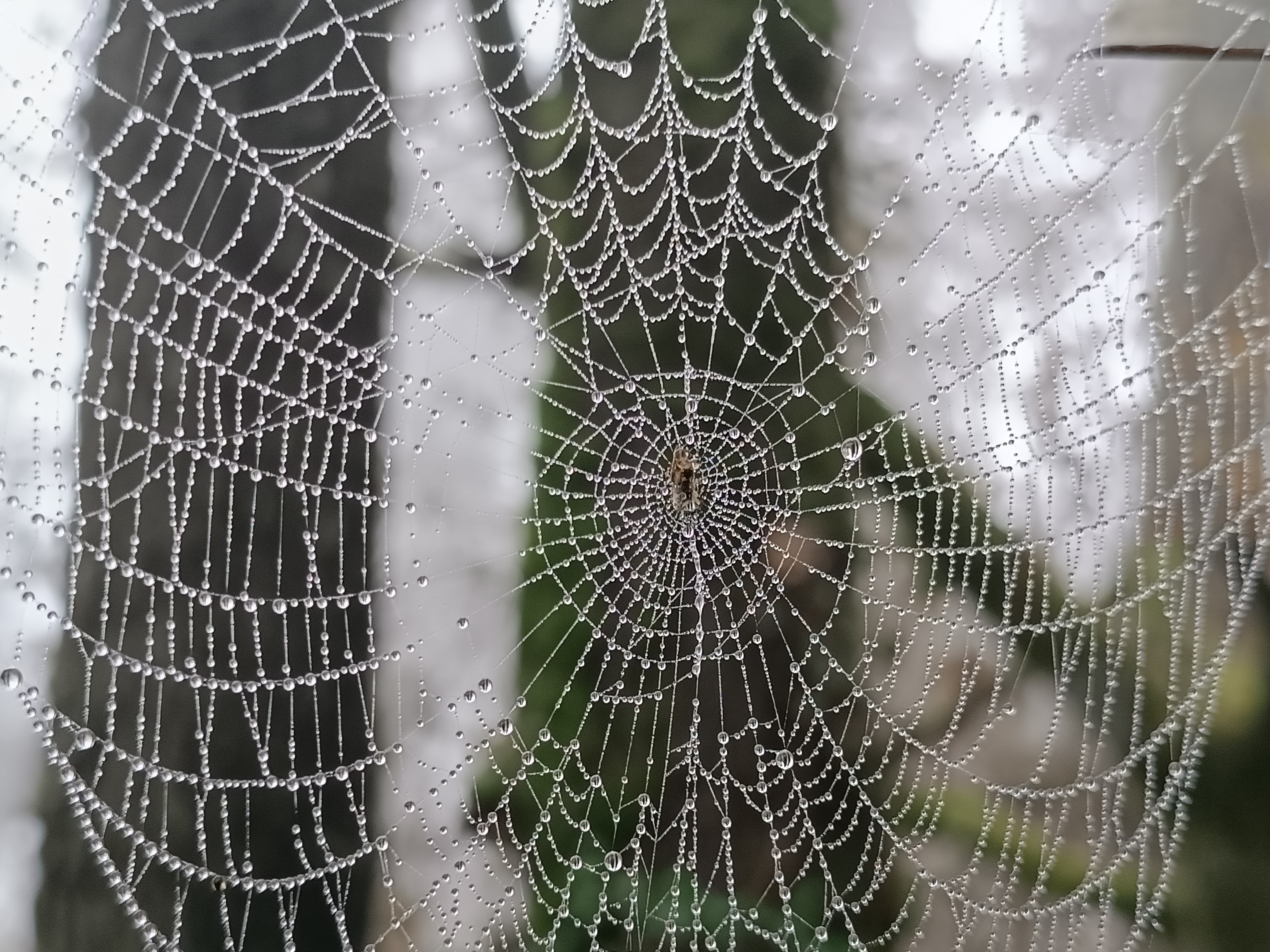 Close-up of a spider web covered in dew drops with a spider in the center, set against a blurred natural background of trees and greenery.