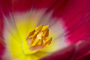 View larger photo: Macro photo of Yellow stamens of a pink flower