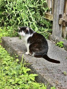 A black and white cat from an abandoned building. Located in Salzburg, Austria. 