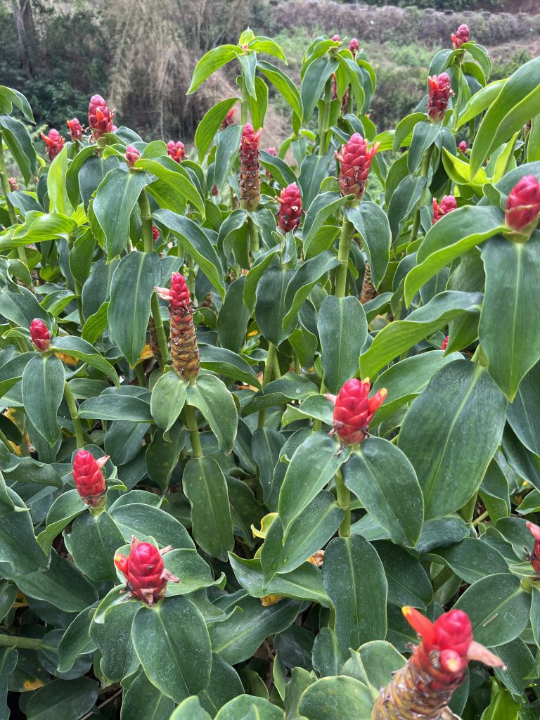 A close-up view of a Costus woodsonii plant, commonly known as red button ginger.