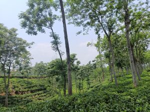 
2. Scenic view of a Tea Estate in Srimangal, Sylhet, Bangladesh.