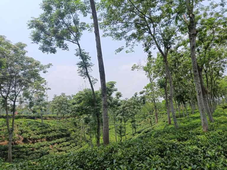 2. Scenic view of a Tea Estate in Srimangal, Sylhet, Bangladesh.