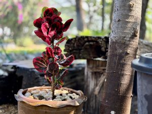 A vibrant red-leafed plant potted in a decorative terracotta planter filled with pebbles