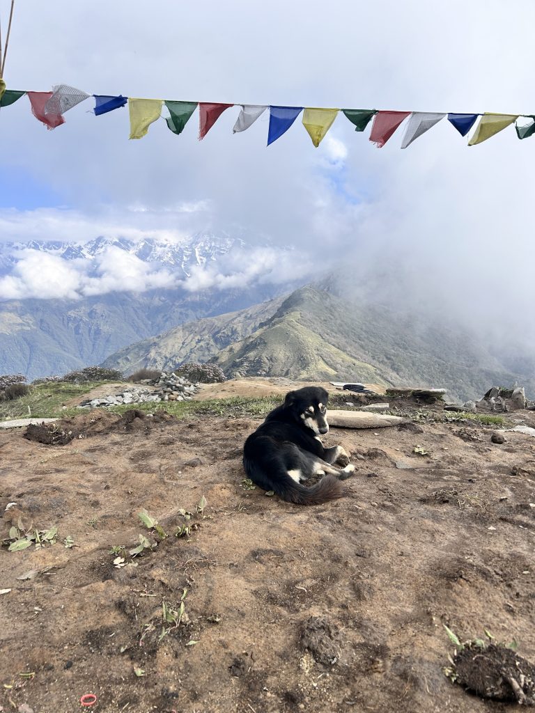 A black and brown dog lies on the ground with Himalayan mountains and colorful prayer flags in the foreground.