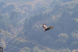 A bird of prey with outstretched wings flying in front of a forested area with powerlines running at an angle across the bottom of the image.