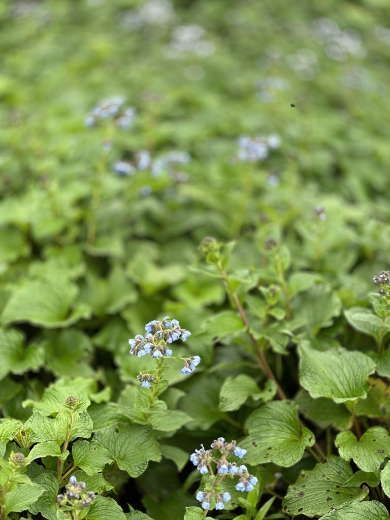 A dense patch of green leafy plants with clusters of small blue flowers in bloom, scattered throughout the greenery.