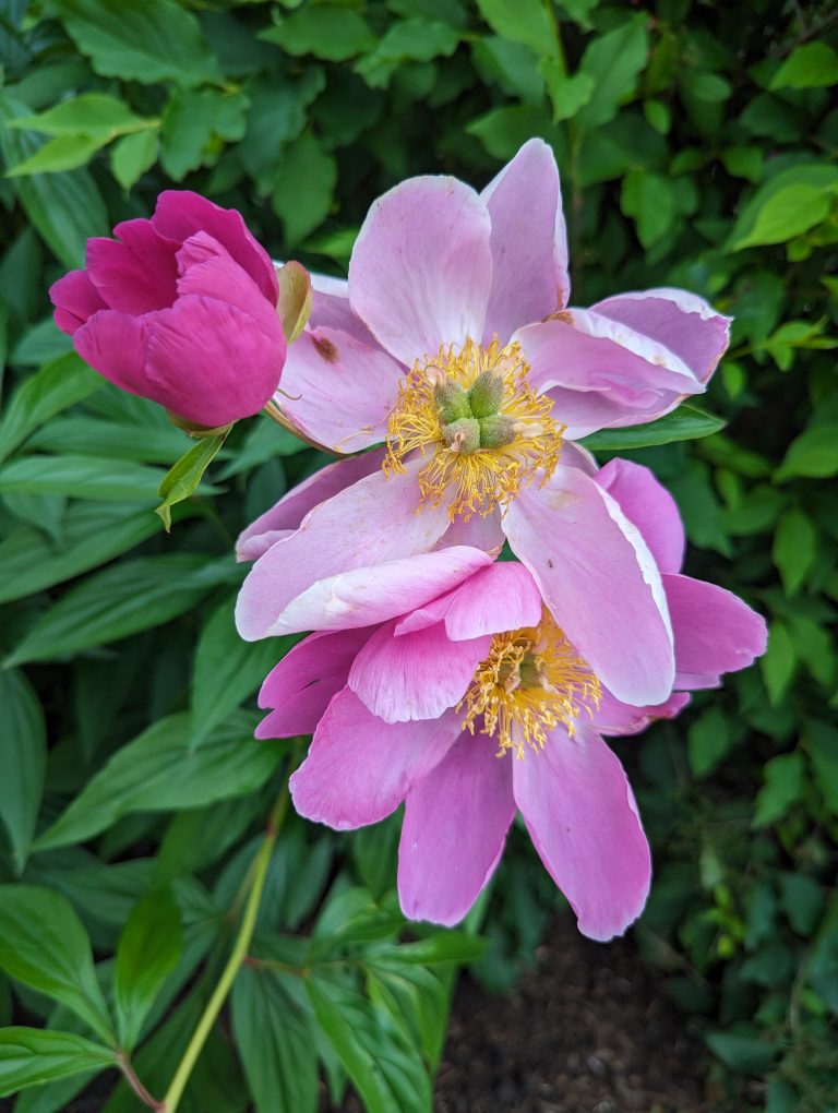 Three of the same flower growing on top of each other one eally big and wide light pink flower, a little wilty, with thick mess of yellow stamens on the inside, a redder pink one that is as big but not wilty, and a small one that is the really red/ pink