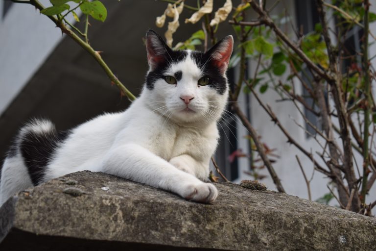 A black and white cat perched on a wall.