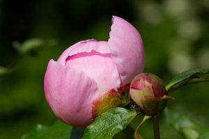 A pink ball of a closed flower of a peony (bot.: Paeonia officinalis)