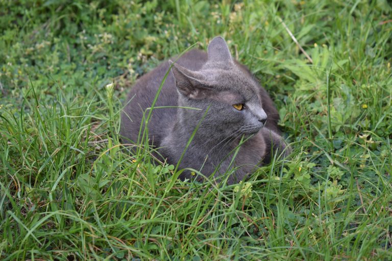 A gray cat with yellow eyes, lying in green grass, looking to the side.