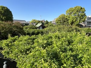 A lush green garden with dense foliage, large trees, and a mix of shrubbery. In the background, there are traditional-style buildings with rooftops partially visible. The sky above is clear and bright blue.