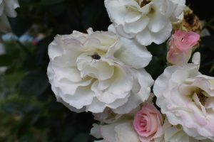 Group of white pink roses with the fly standing on one of them. 