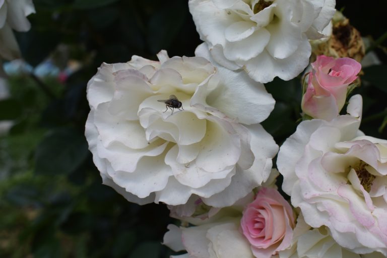 Group of white pink roses with the fly standing on one of them.