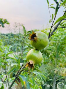 Two green, unripe pomegranates hanging on a branch with a soft-focus background of a garden at dusk.