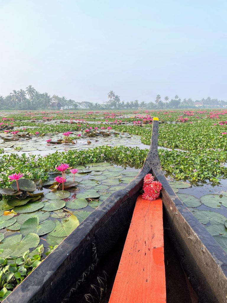 A front view of a boat gliding through a large, serene water body in Kerala filled with pink lotuses and green lily pads. A bouquet of pink flowers is placed on the boat’s edge. In the background, there are palm trees under a clear, bluish sky.