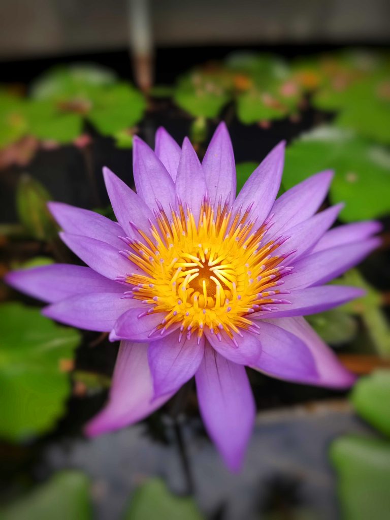 A close-up of a vibrant violet flower with yellow stamens at its center, surrounded by green lily pads in the background.