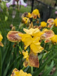 Yellow Iris flower that has folded over and looks almost like an orchid or something 