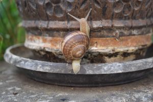 A close-up of a snail climbing on the edge of a weathered, decorative flower pot.