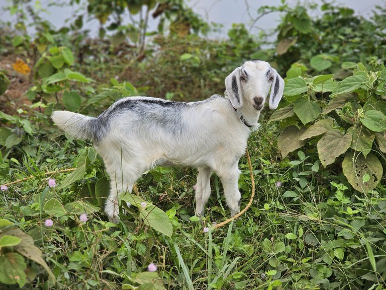 A white colour baby goat with black shades in shoulder. From Perumanna, Kozhikode, Kerala.