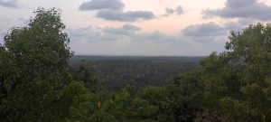 A landscape composed of trees with green leaves in the foreground, a greyish pink sky and the sea in the background.