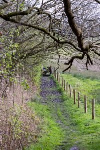 A narrow dirt path lined with wooden posts leading through a grassy area with budding trees and overhanging branches in the foreground. 