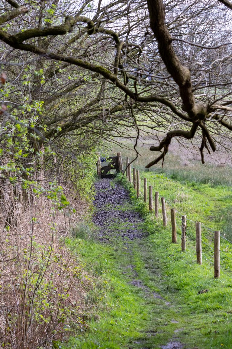 A narrow dirt path lined with wooden posts leading through a grassy area with budding trees and overhanging branches in the foreground.