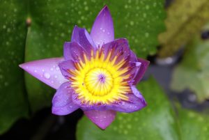 A close-up of a purple water lily with raindrops on its petals, surrounded by green lily pads.