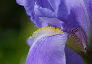 Close-up of white stamens of a blue iris