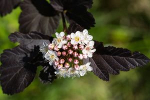 The inflorescence of Physocarpus opulifolius 'Diabolo', the outer white flowers are already open, the inner ones are still closed. Bordered by dark red leaves on a green background.